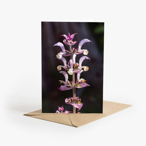 Grusskarte mit Sommer Fotografie: Lila Blüten des Muskatellersalbei im Sonnenschein.