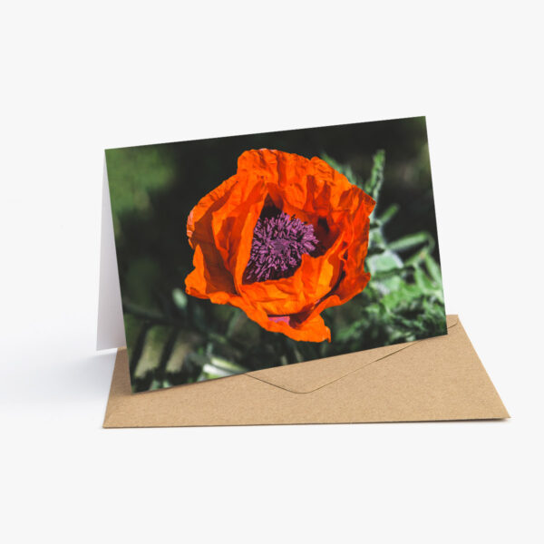 Grusskarte mit Blumen Fotografie: Mohnblume mit grosser, kräftig orangen Blüte im Sonnenlicht.