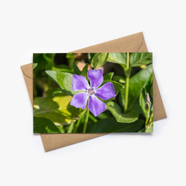 Karte mit Blumen Fotografie: Violette Blüte des grossen Immergrün. Inklusiv braunes Kraftpapier Kuvert.