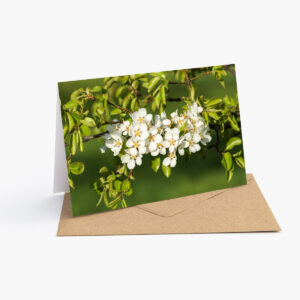 Grusskarte mit Frühlingsfotografie: Ein Zweig eines Birnbaums voller weisser Blüten.