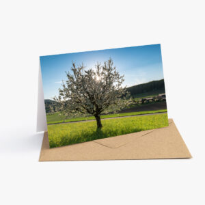 Grusskarte mit Frühlingsfotografie: Weiss blühender Baum auf einer Wiese im Gegenlicht der Abendsonne.