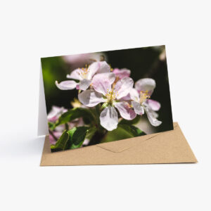 Grusskarte mit Frühlingsfotografie: Weiss rosa Apfelbaumblüten im Sonnenlicht.