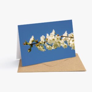 Grusskarte mit Frühlingsfotografie: Ast eines Kirschbaums voller weisser Blüten, blauer Himmel im Hintergrund.