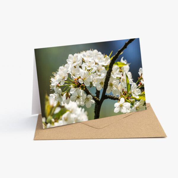 Grusskarte Weisse Kirschbaumblüten