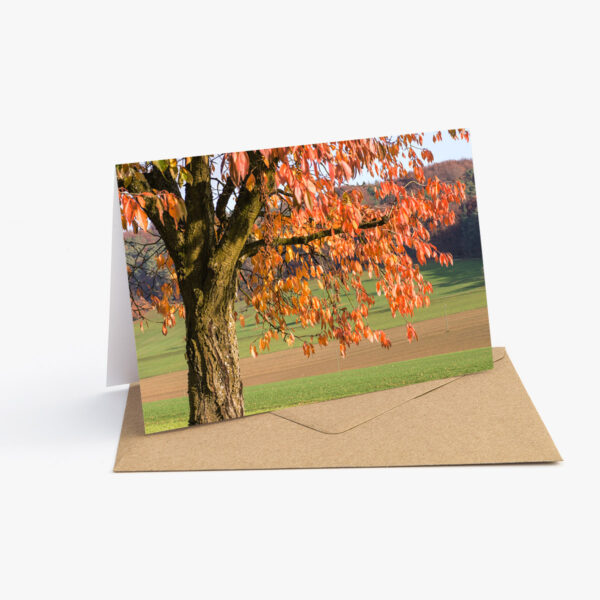 Grusskarte mit Herbst Fotografie: Baum mit rot und orange gefärbten Blättern.