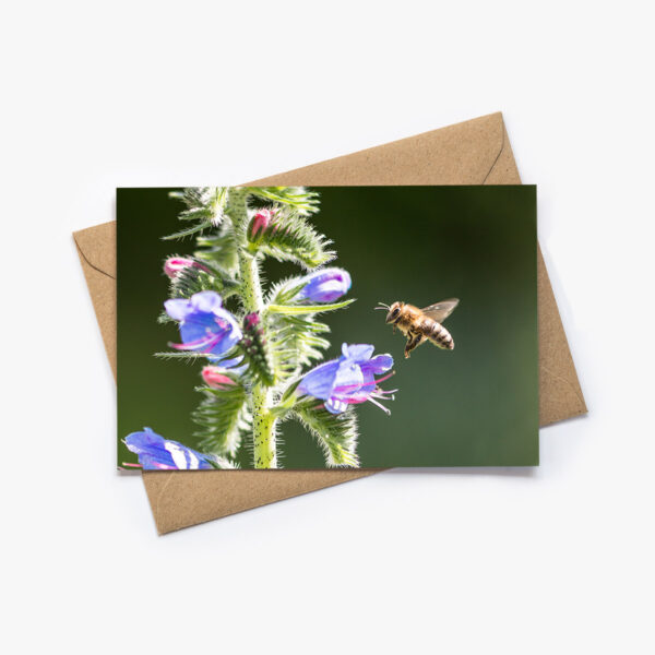 Karte mit Natur Fotografie: Biene im Anflug auf eine Natternkopf Blüte. Inklusiv braunes Kraftpapier Kuvert.