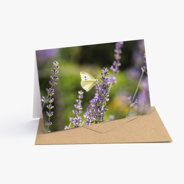 Grusskarte Weisser Schmetterling auf Lavendel