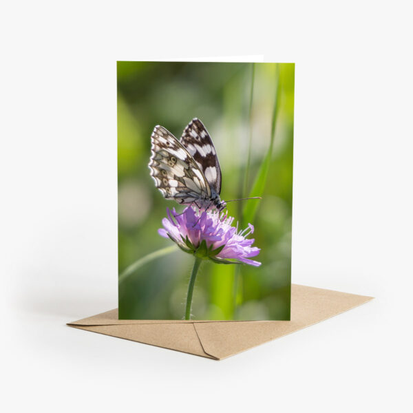 Grusskarte mit Sommer Fotografie: Ein schwarzweisser Schmetterling sitzt auf einer lila Blume.